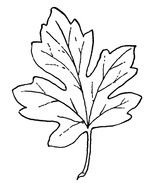 painted white grape leaf