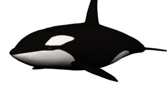 Orca Whale drawing