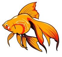 gold Fish Clip Art drawing