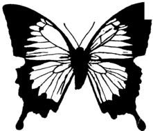 black white butterfly as a graphic illustration