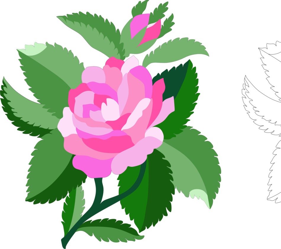 Damask Rose