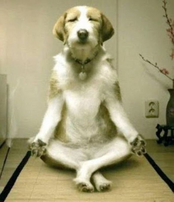 Yoga Dogs