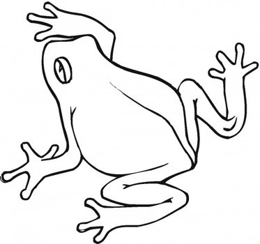 Frog Life Cycle Coloring Page