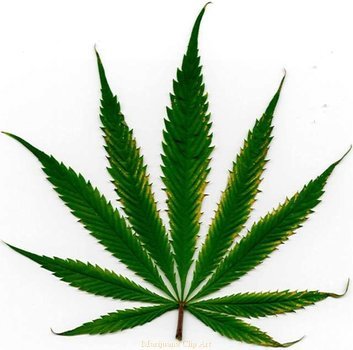 Marijuana Plants
