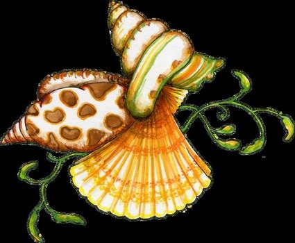 Sea Shell Clip Art N3