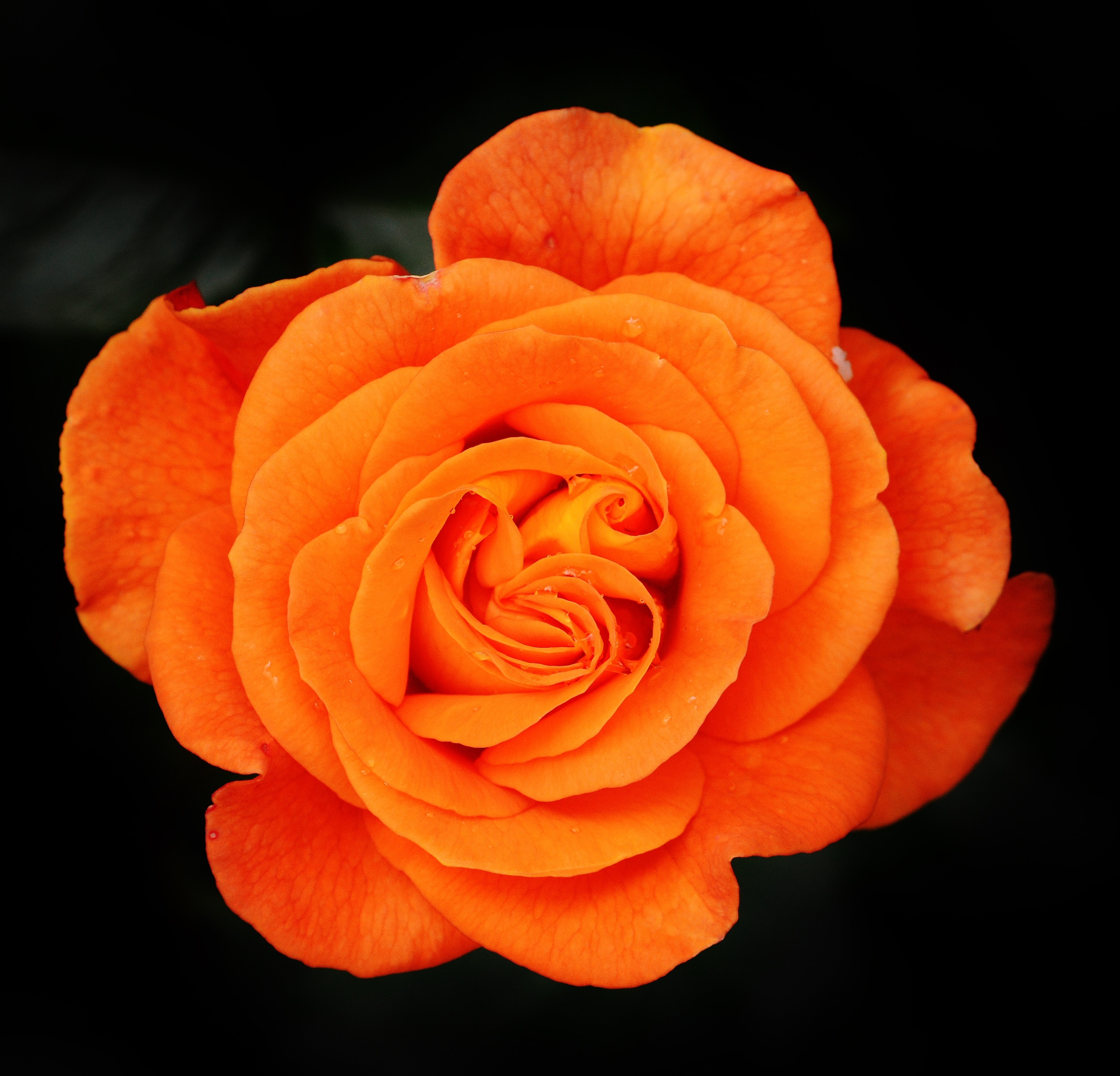 Роза оранж Джувел
