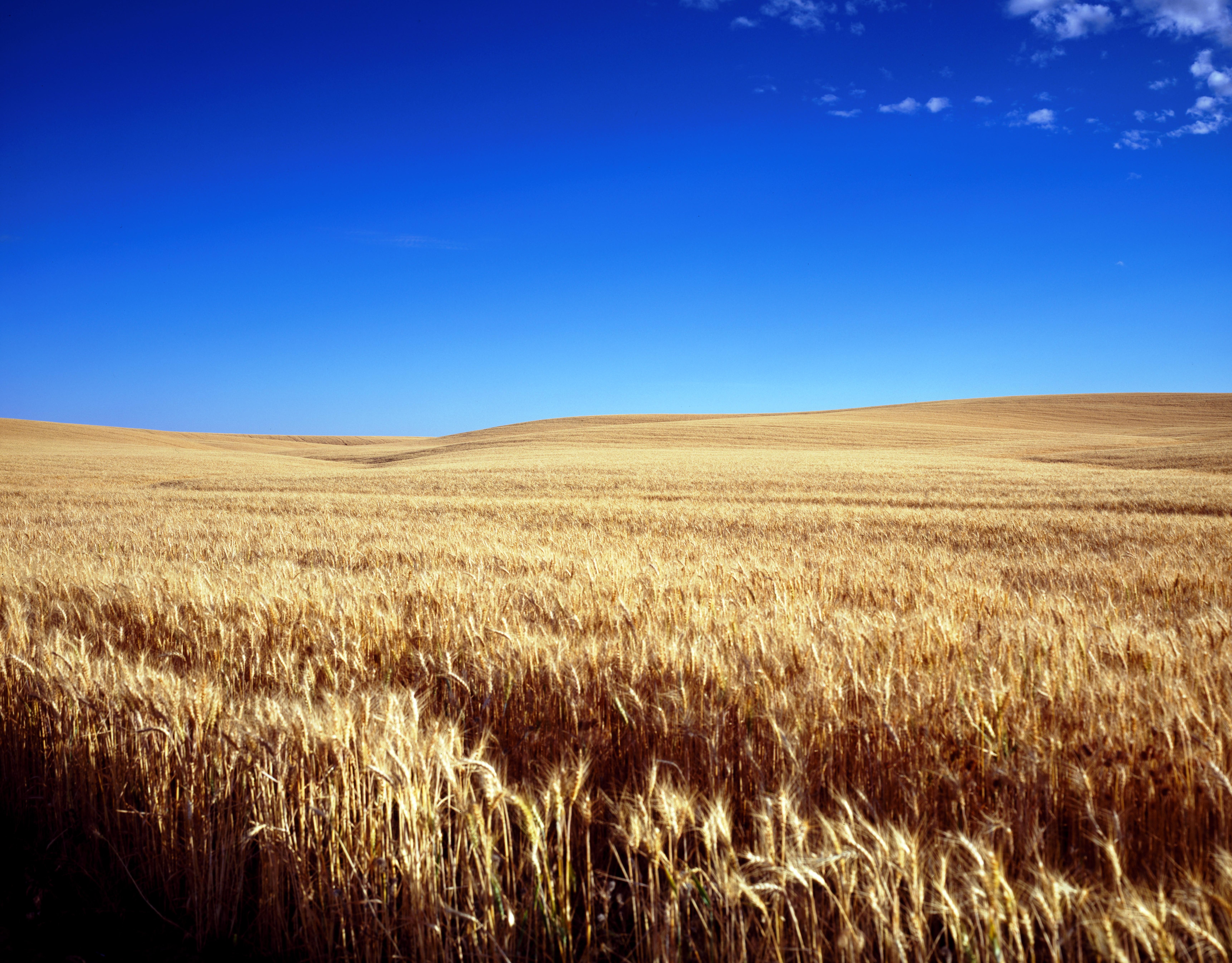 Golden fields