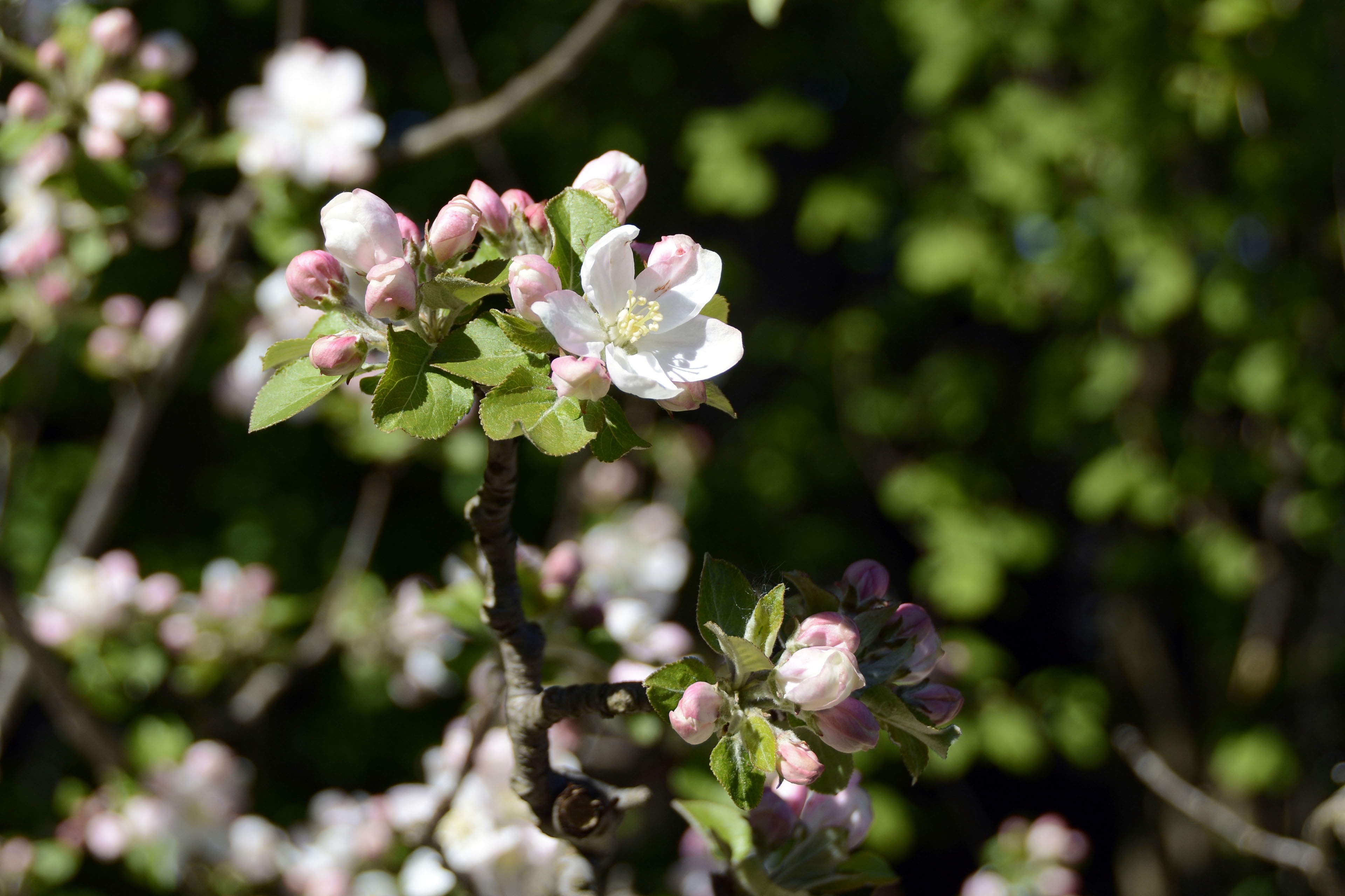 Apple bush free image download