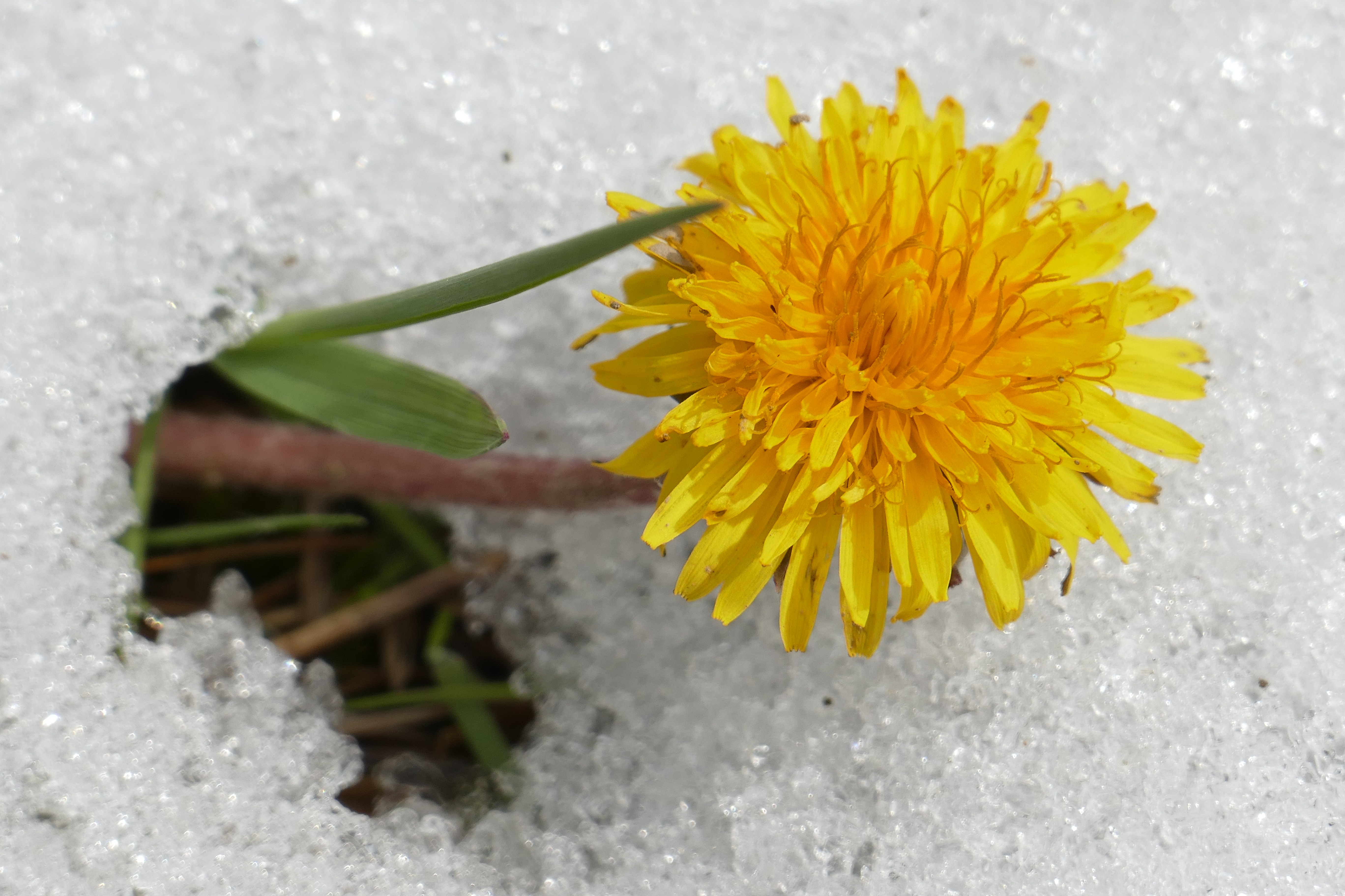 Можно ли замораживать цветки одуванчика