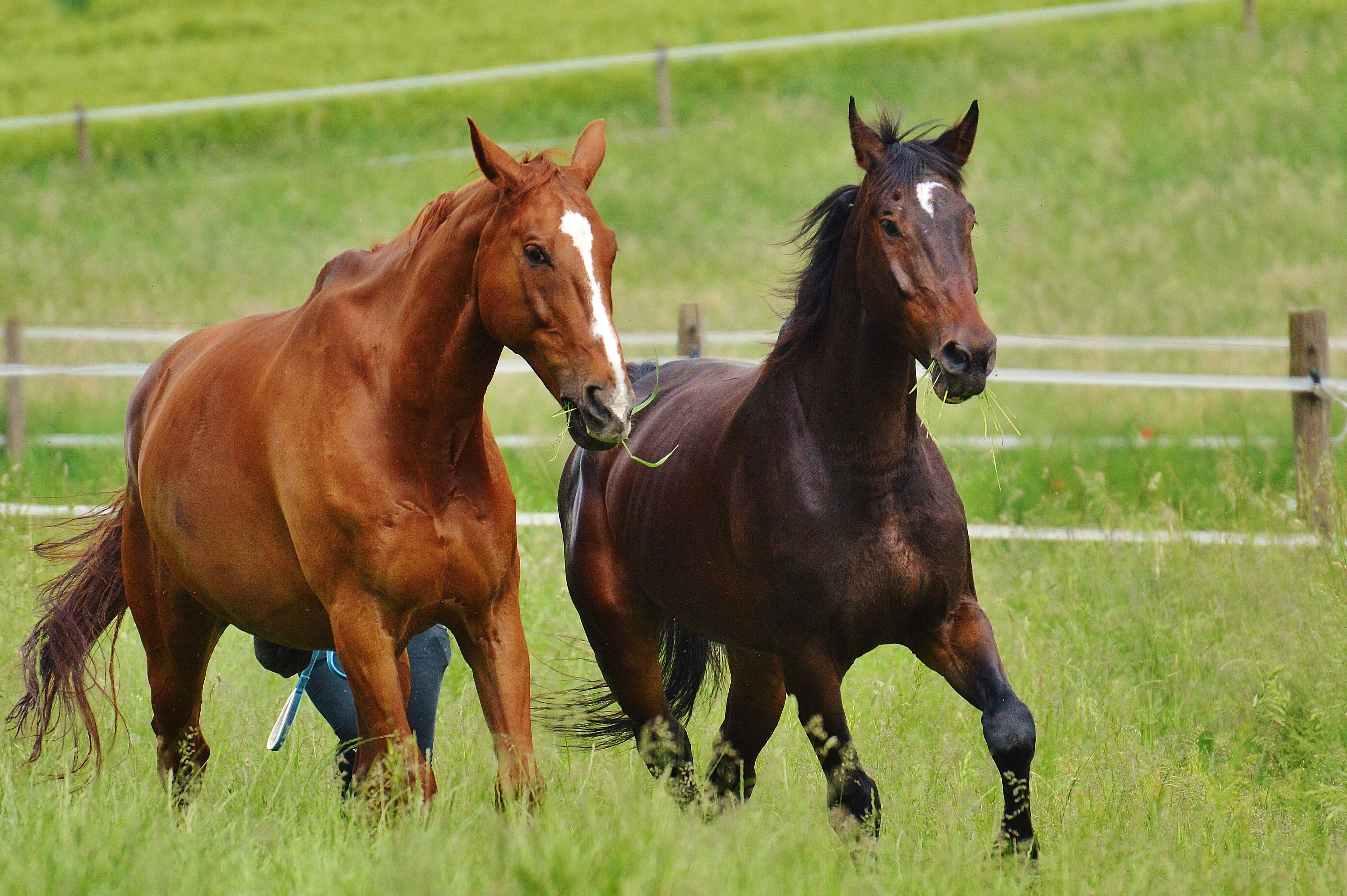 Horse Threesome