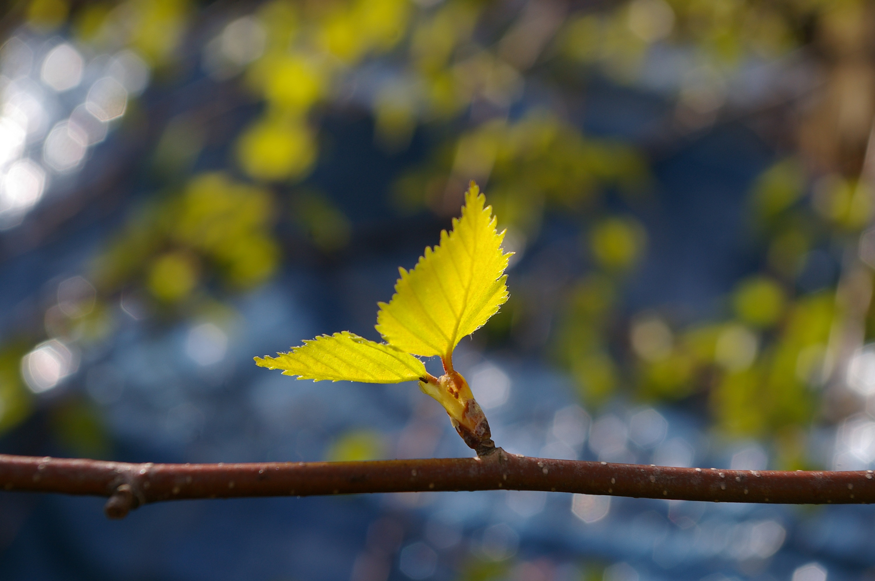 Macro picture of Birch Leaf free image download