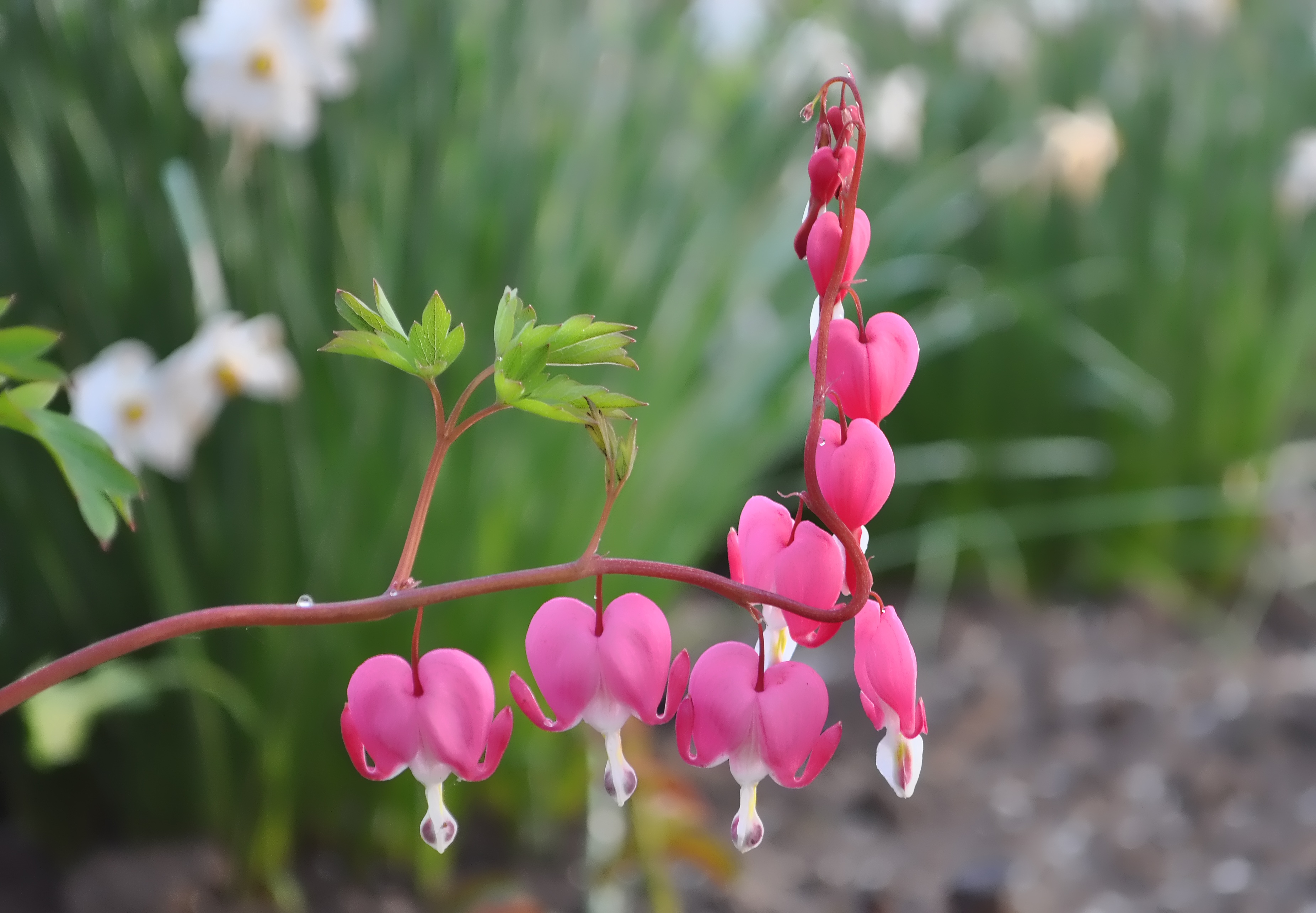 Каменное сердце цветок фото Pink flower blooms macro view free image download