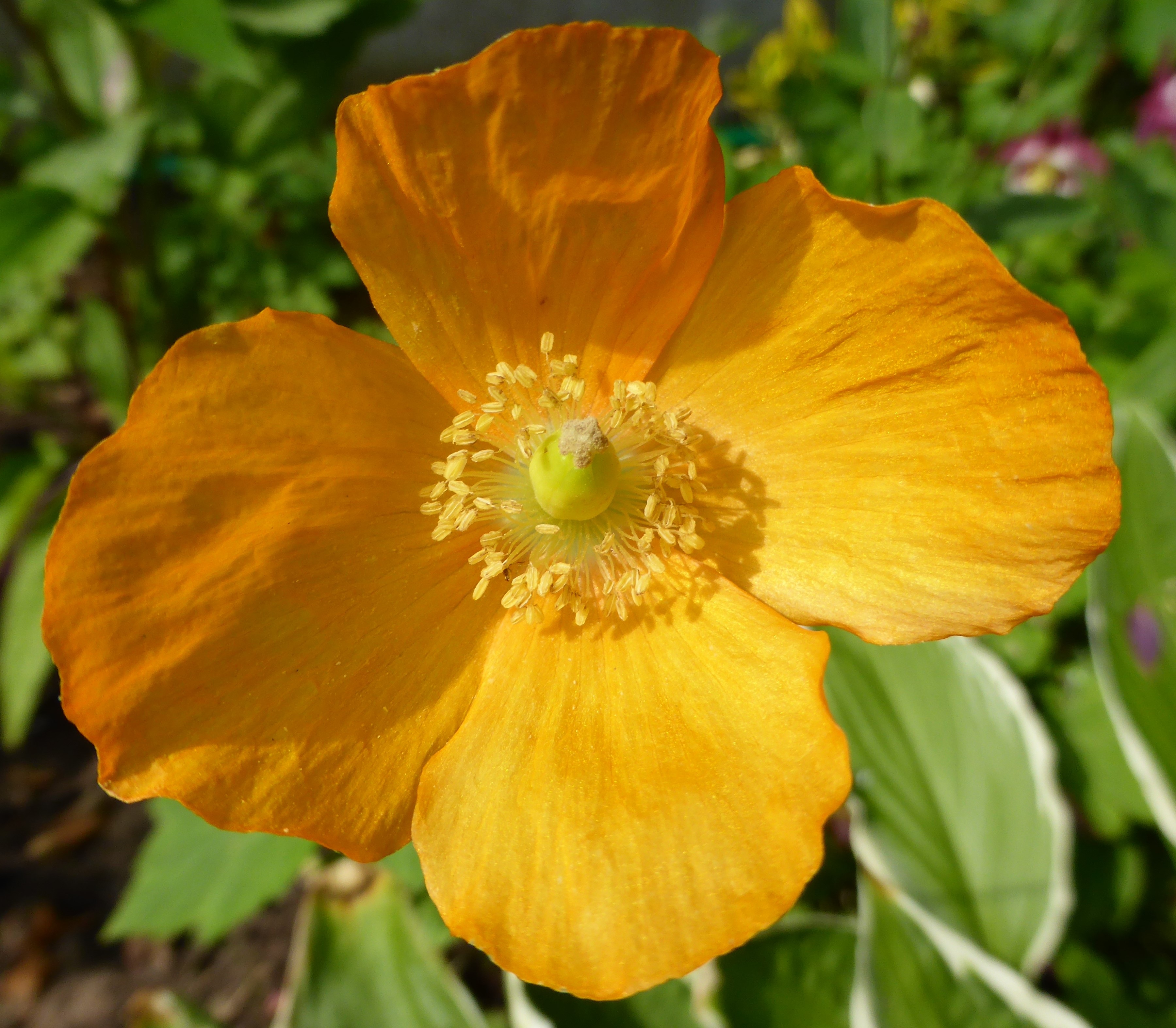 Orange poppy with green leaves free image download