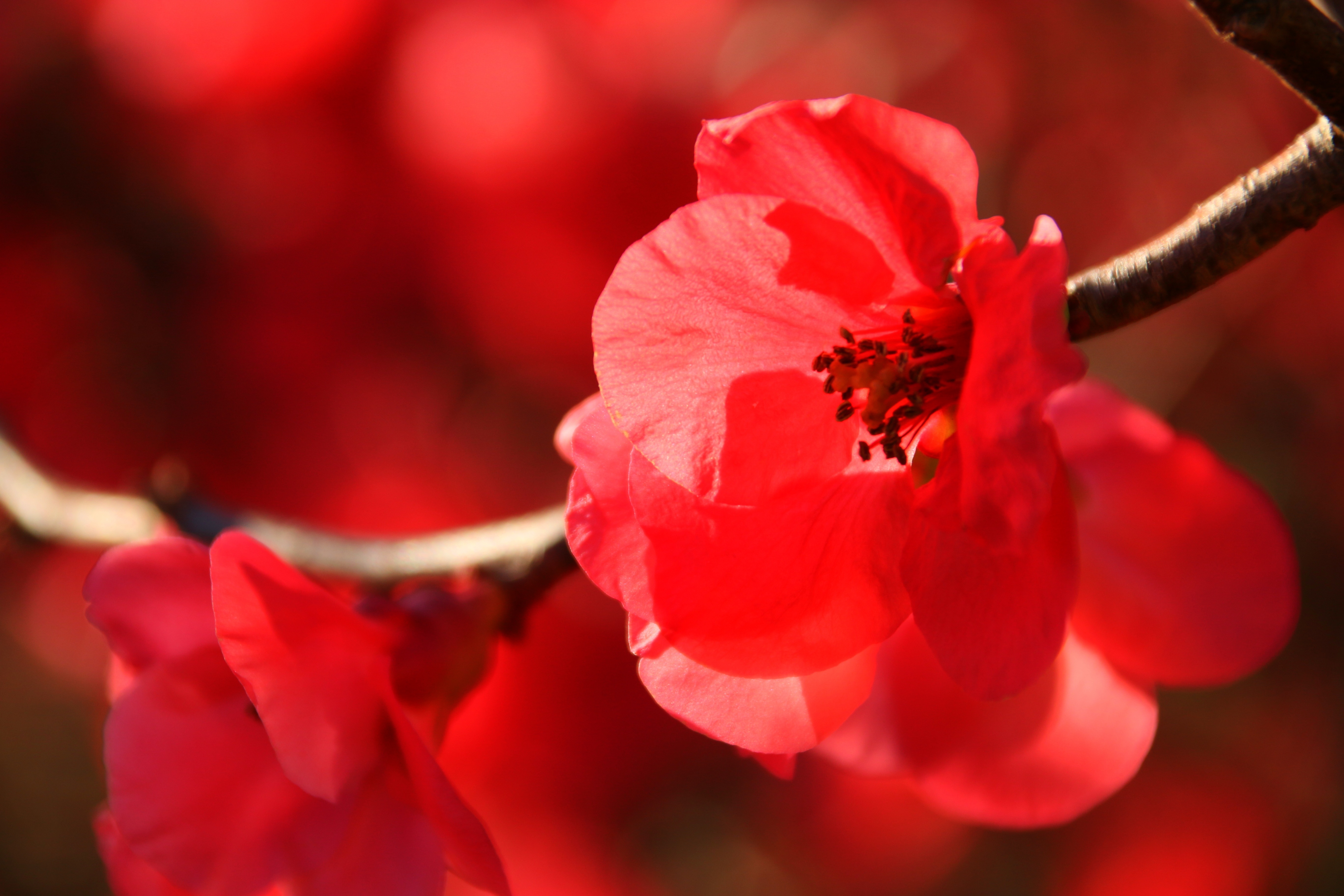 Red Japanese flowering crabapple in winter image.