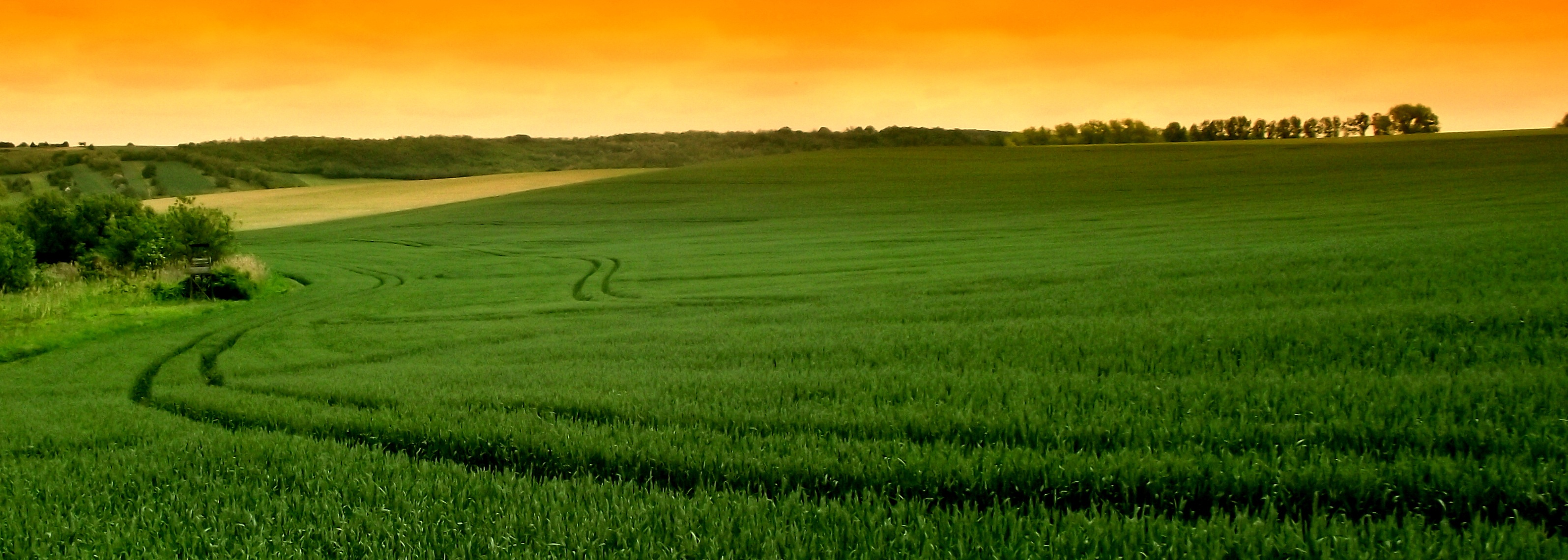 Green Wheat field summer panorama free image download