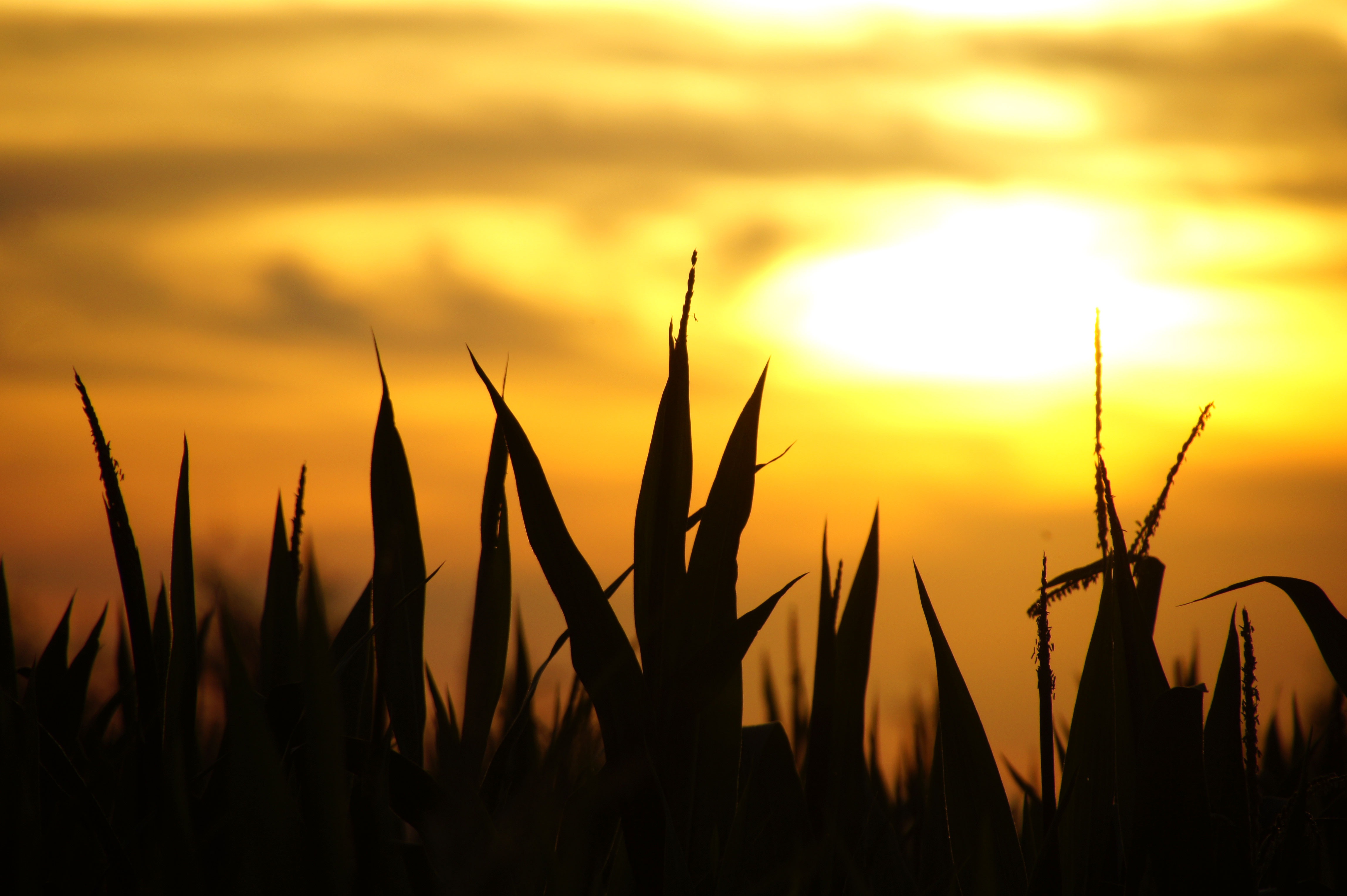 Grass Silhouette During Sunset Free Image Download