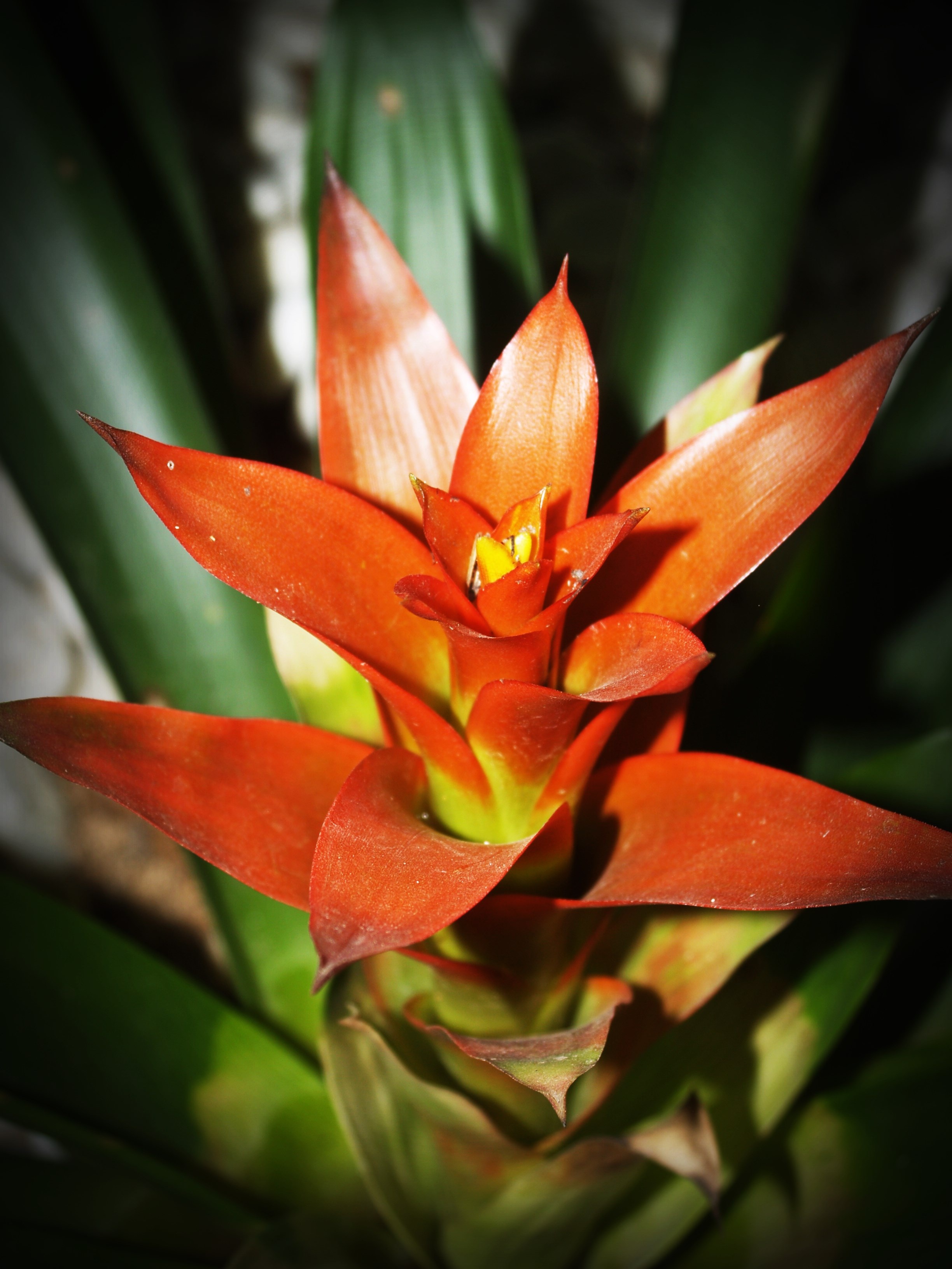 Macro photo of exotic flower in summer free image download