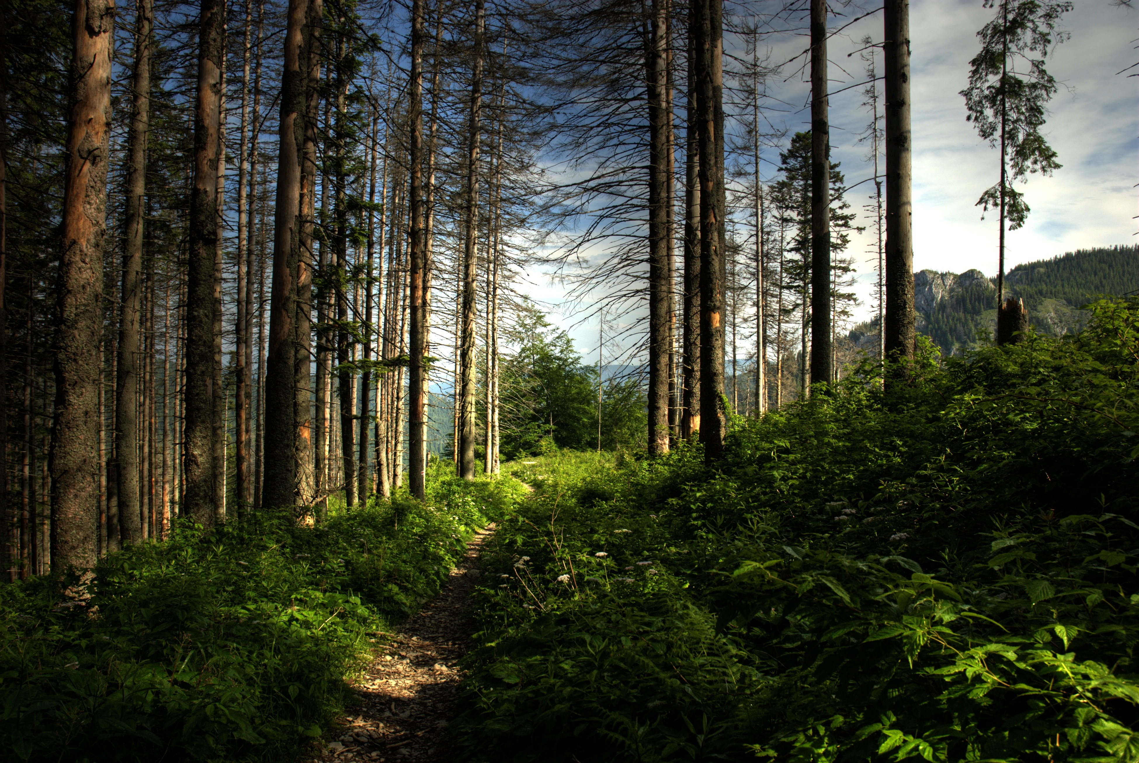 Леса Польши Фото