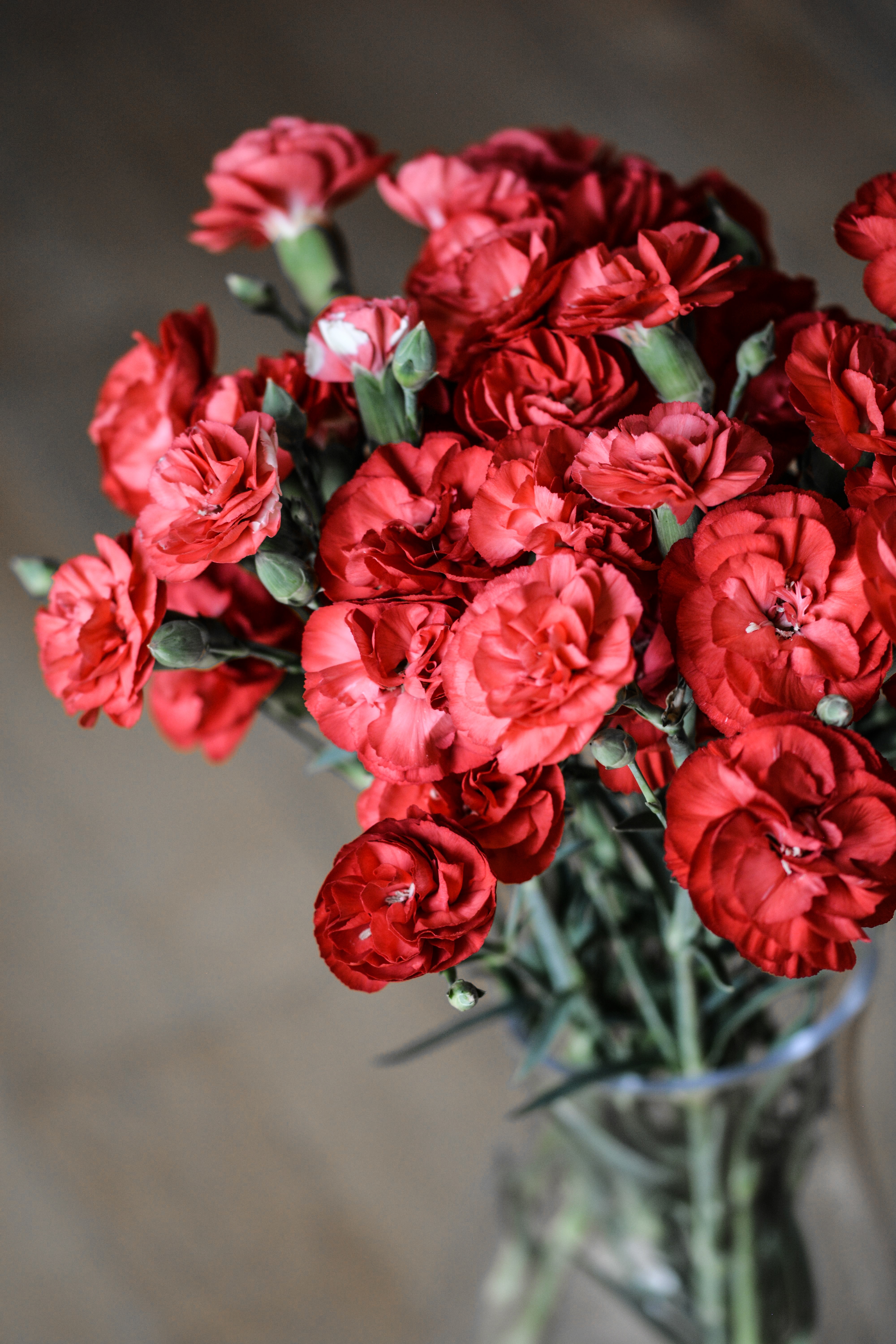 Red Dianthus Flower