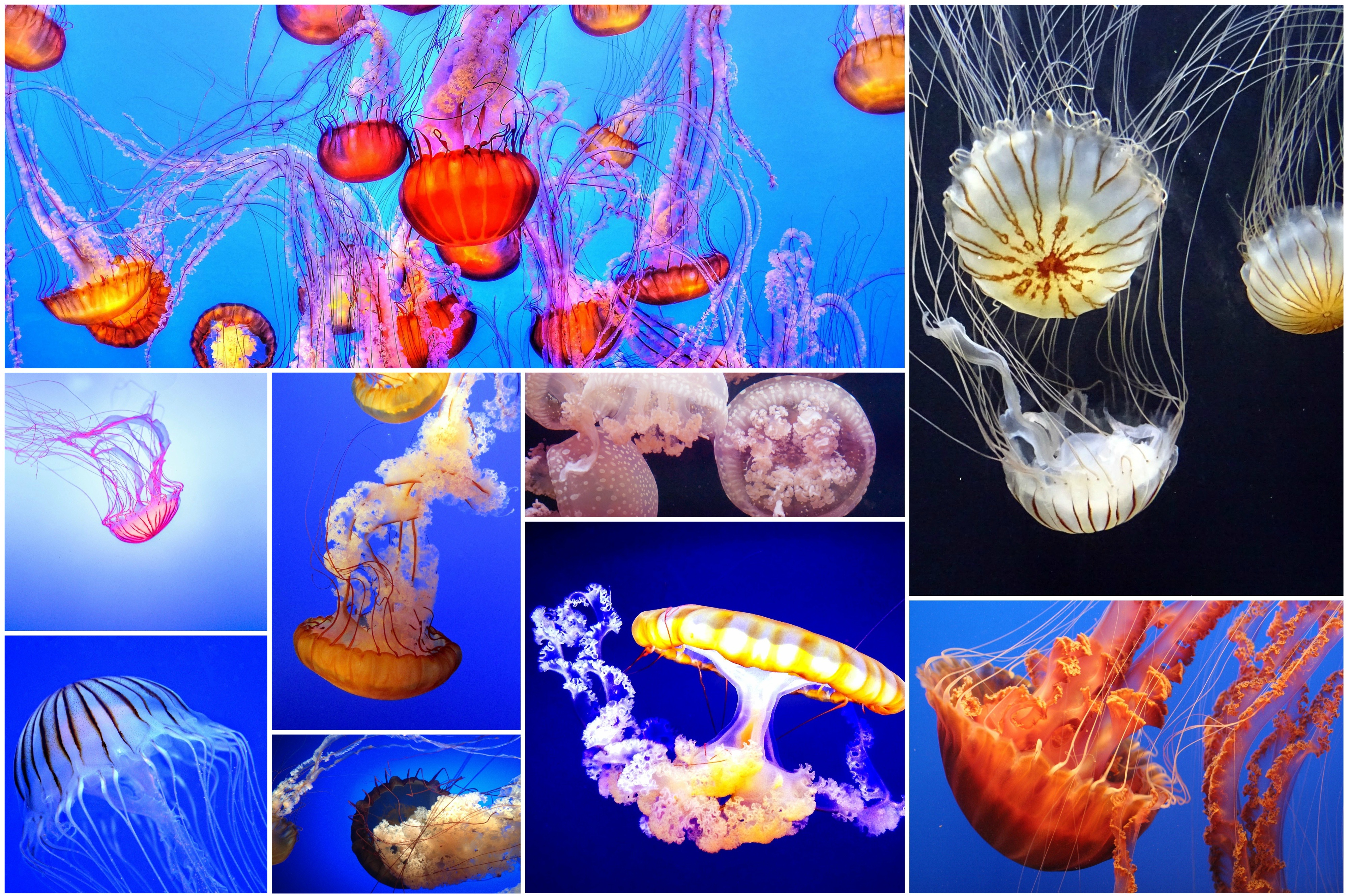 Разные медузы