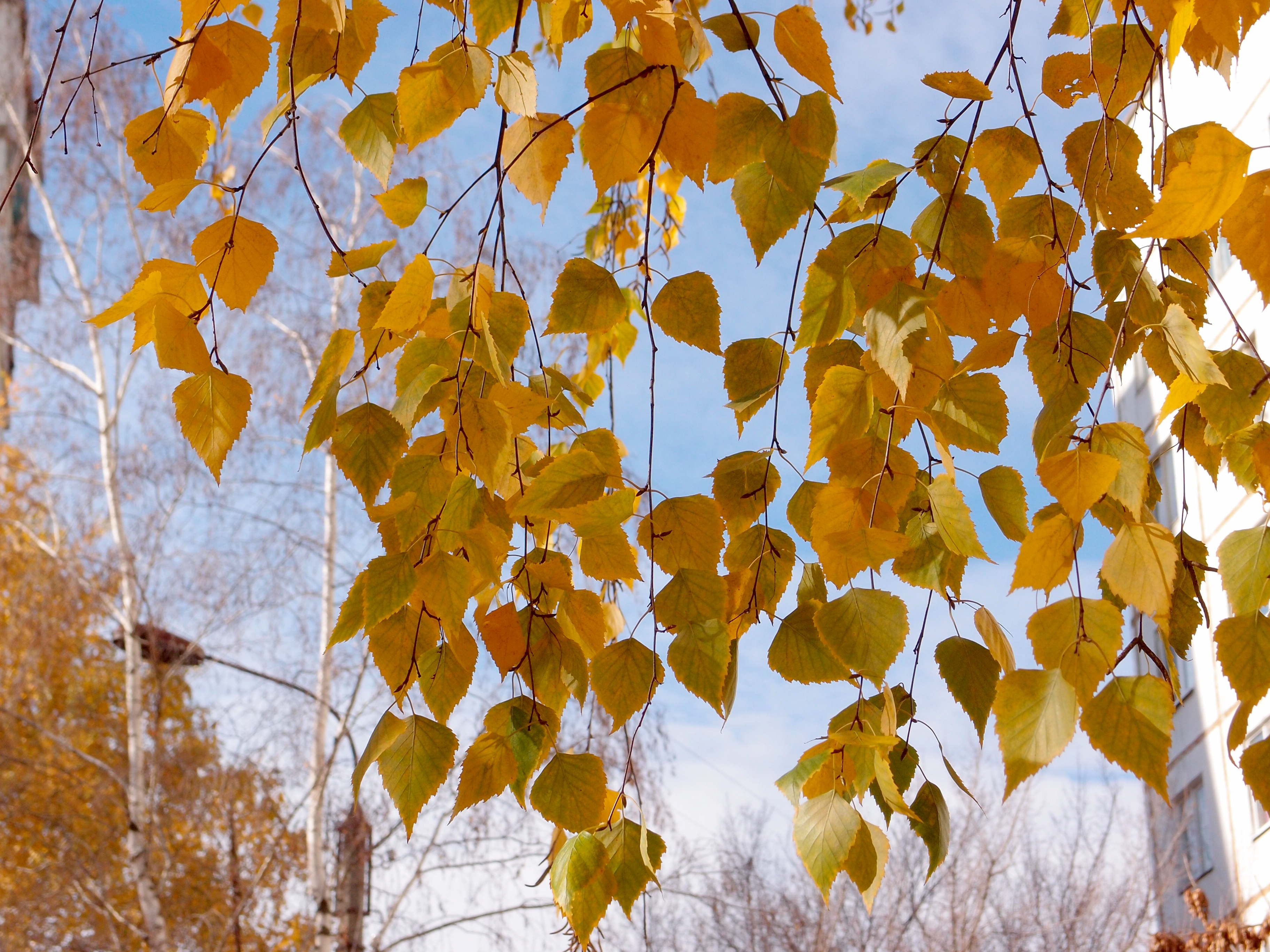 березовые листья летом и осенью фото