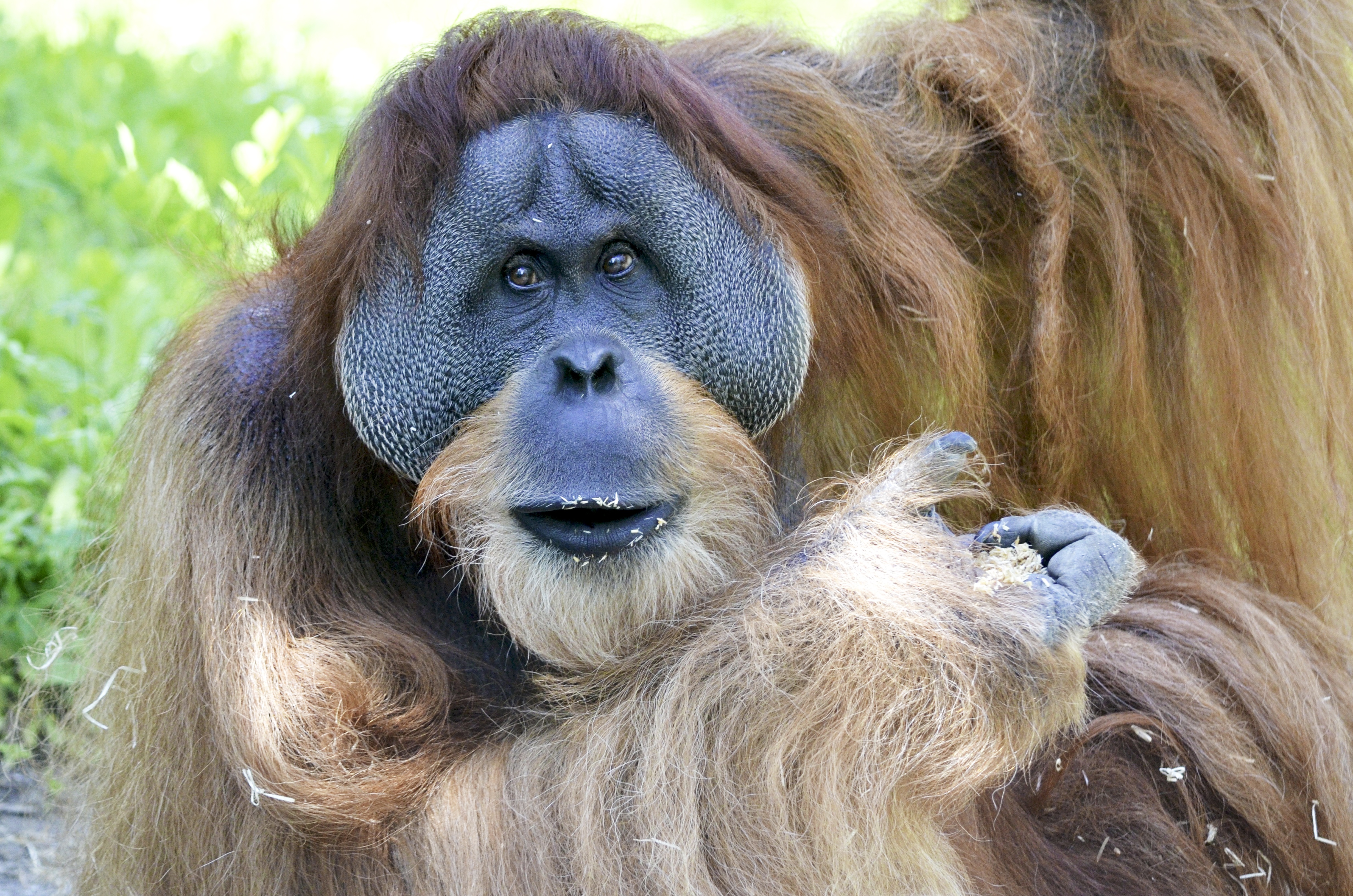 Горилла шимпанзе и орангутанг
