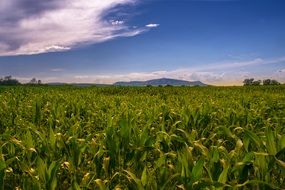 Field in South Moravia