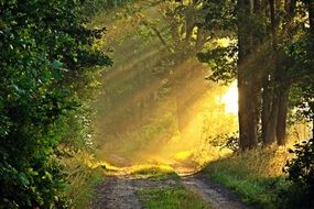 road in the sunny forest with colorful nature in light
