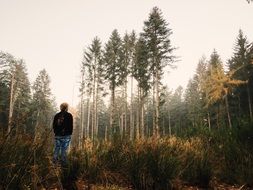 man looks at the forest