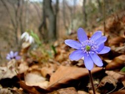 purple flower on a background of forest trees