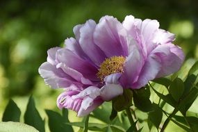 White and purple peony flower blossoms