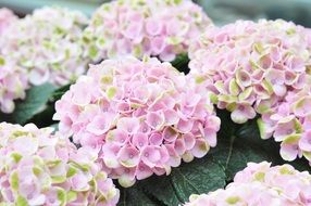 nice tender pink hydrangea