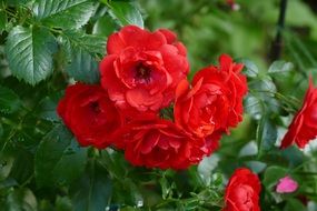 green bush with red roses in the garden