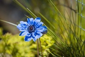 blue anemone flower petals