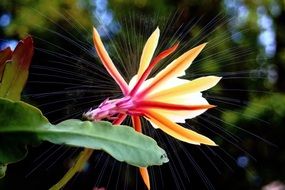 photoshop tropical flower image