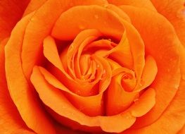 orange rose in drops of water close-up