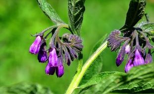 comfrey wildflower in the meadow