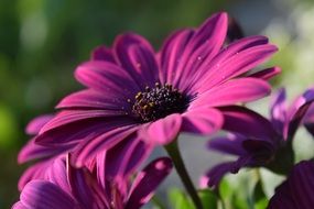 closeup view of purple spanish daisies