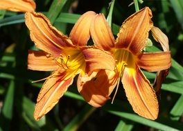 orange Day Lily Pair blossom closeup
