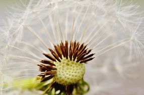 dandelion with seeds closeup