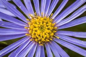 flower purple blossom macro view