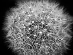 Macro picture of Dandelion Flower