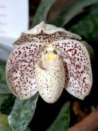 white orchid flower with dark spots