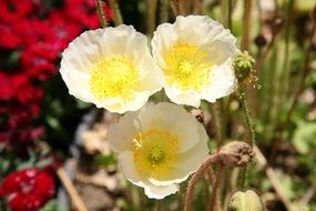 three white poppies in the sun close up