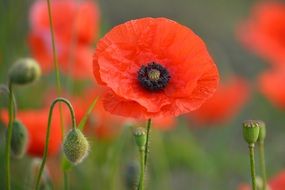 red poppy infloresence