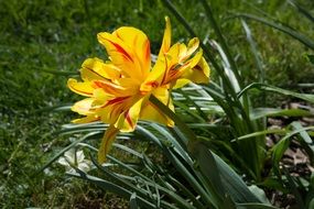 Tulip Yellow