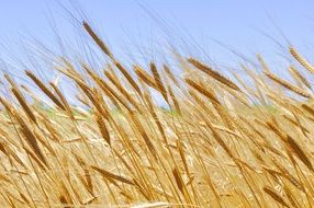 Einkorn Wheat Cereals