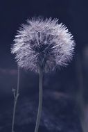 Macro photo of Dandelion flower in a field