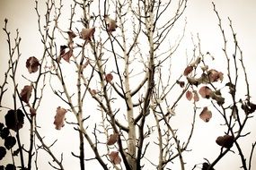 dry leaves on a pear tree in winter