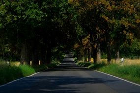 road through the tree avenue